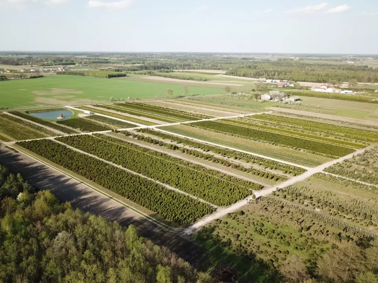 Ogrody pełne koloru – krzewy ozdobne, które zmieniają przestrzeń